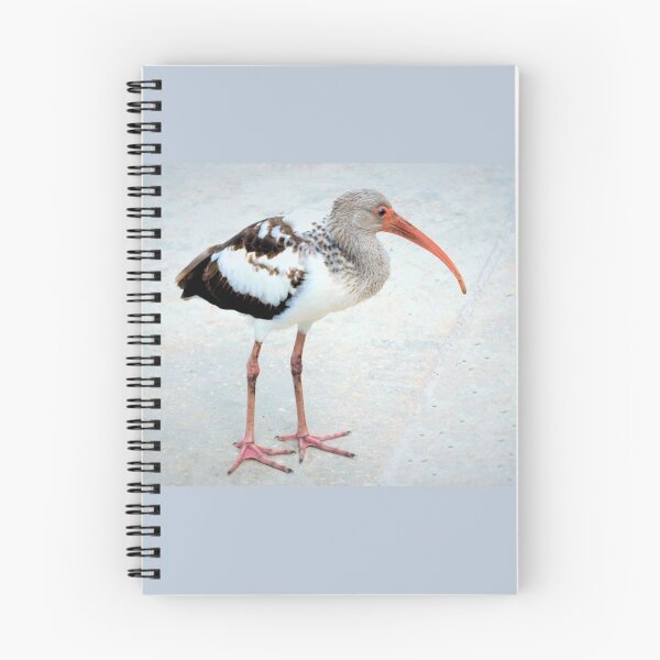 Item preview, Juvenile white ibis designed and sold by B. Randi Bailey.