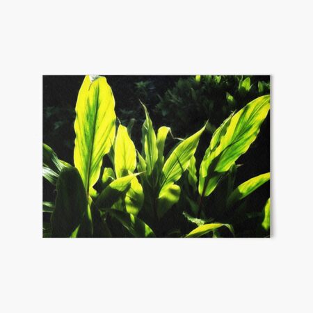 Ginger leaves in the Sun wet with rain Art Board Print