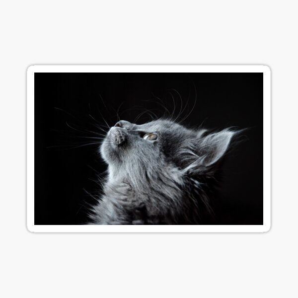 “Grey cat” Sticker by OrionPhotograph | Redbubble