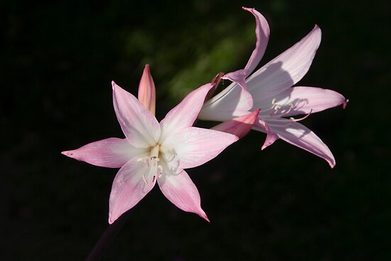 amaryllis naked lady Amaryllis naked lady