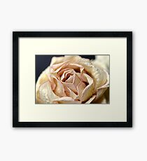 Paper , Velvet or Real Rose ? Framed Print