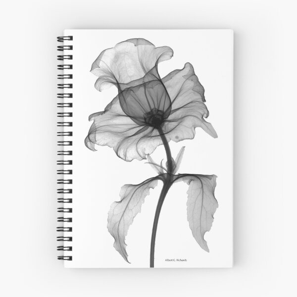 Item preview, Floral Radiograph - Campanula designed and sold by FlowerXRays.