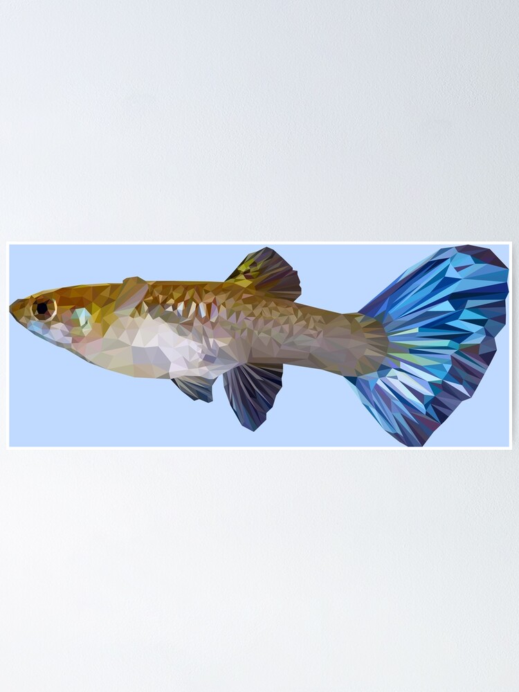 fancy guppies petsmart