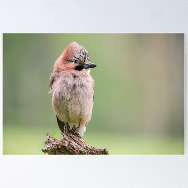 Item preview, Punk Eurasian Jay designed and sold by Dominika Aniola.