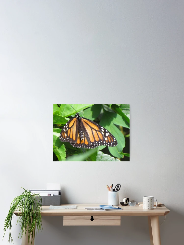 Thumbnail 2 of 3, Poster, Butterfly designed and sold by Ravred.