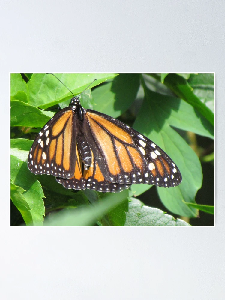 Thumbnail 1 of 3, Poster, Butterfly designed and sold by Ravred.
