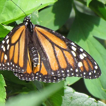 Artwork thumbnail, Butterfly by Ravred