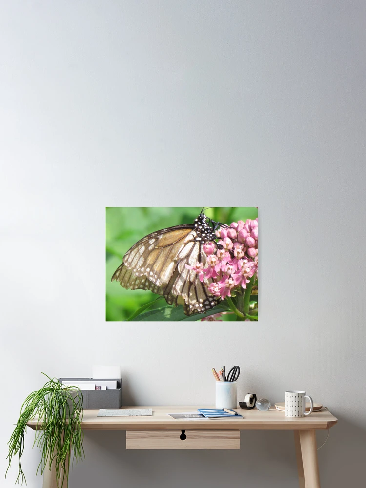Thumbnail 2 of 3, Poster, Monarch designed and sold by Ravred.