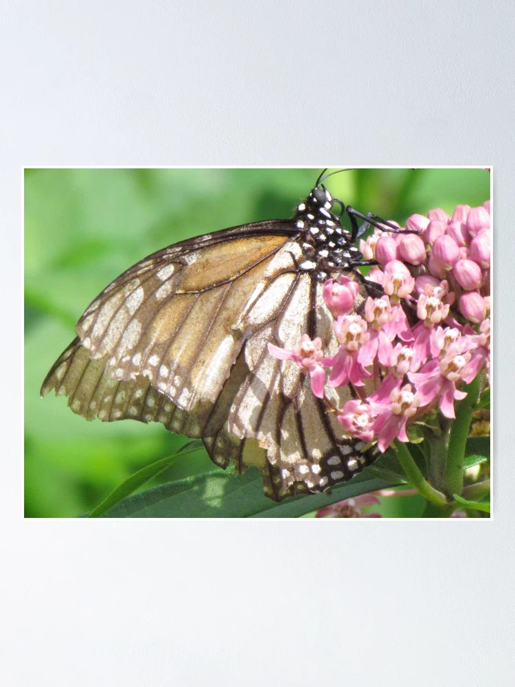 Thumbnail 1 of 3, Poster, Monarch designed and sold by Ravred.