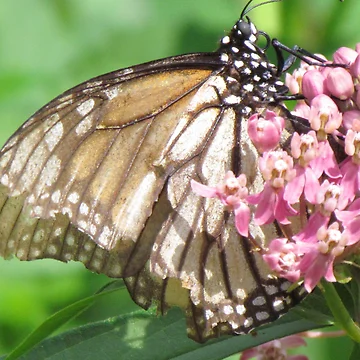 Artwork thumbnail, Monarch by Ravred