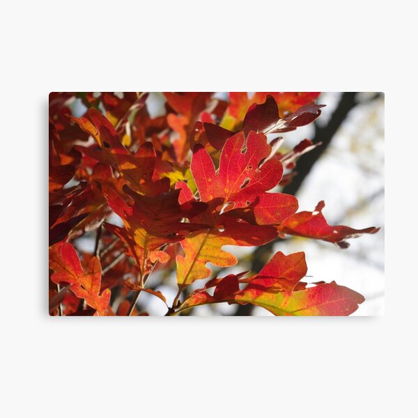 Item preview, Oak Glow - Autumn Colors designed and sold by rvjames.