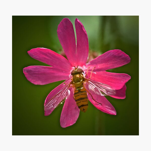HOVER CHAMPION ON CAMPION Photographic Print