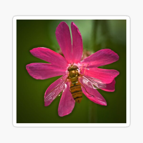 HOVER CHAMPION ON CAMPION Sticker
