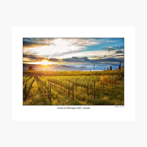 Sunset at Okanagan Lake near Penticton with a vineyard in the foreground, British Columbia, Canada Photographic Print