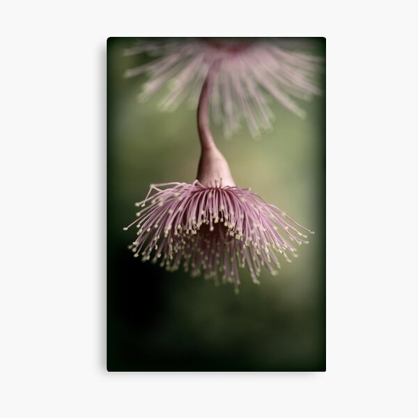 Belle of the ball Canvas Print