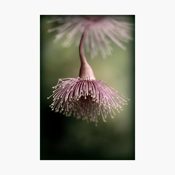 Belle of the ball Photographic Print