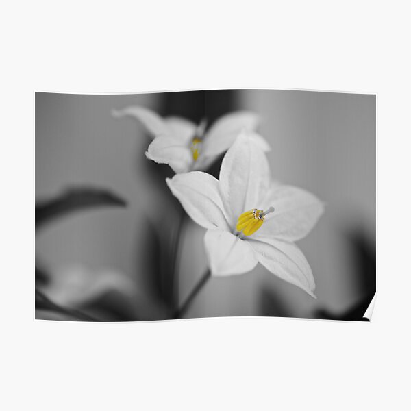 Yellow Flower Poster