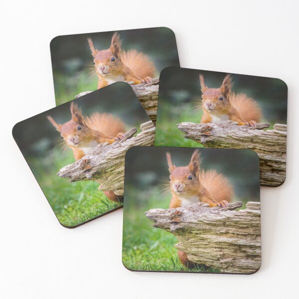 Item preview, Red Squirrel designed and sold by heidipics.