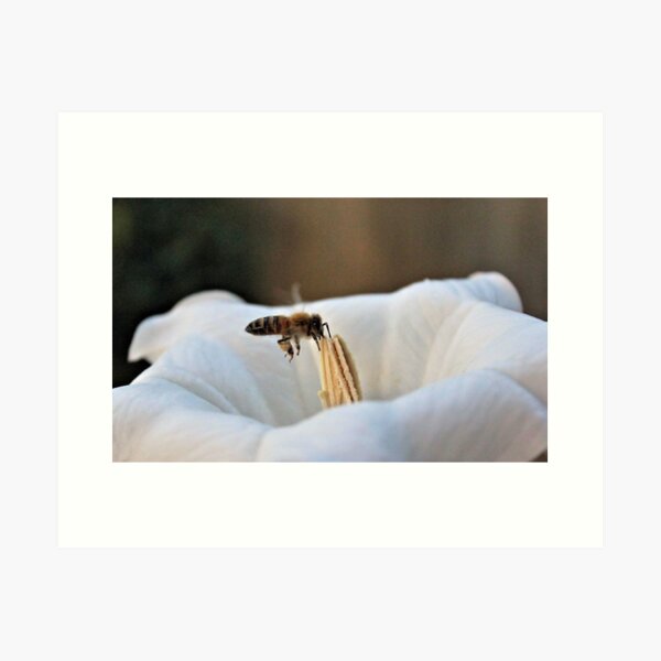 Aperçu de l'œuvre Bee in the Moonflower créée et vendue par aprilann.