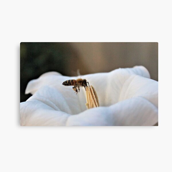 Aperçu de l'œuvre Bee in the Moonflower créée et vendue par aprilann.