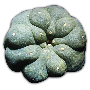 Artwork thumbnail, OFFICIAL PEYOTE by JHFARR