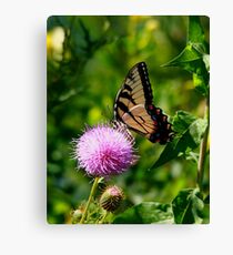 Swallowtail Canvas Print