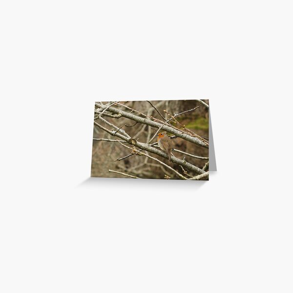 Robin Greeting Card