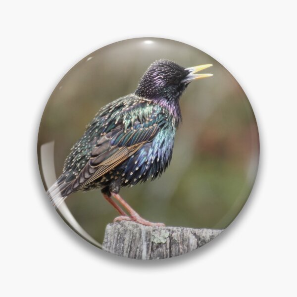 Item preview, Mardi Gras Starling designed and sold by Autumn Seas Photography.