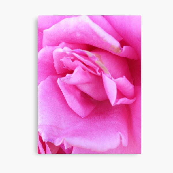 Rosy Canvas Print