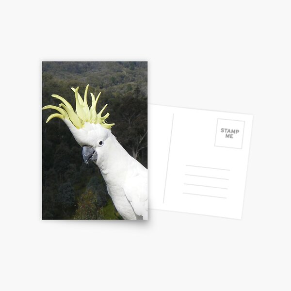 Posters Cacat C3 Baa Redbubble