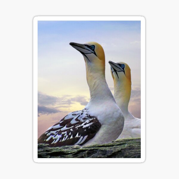 Item preview, Two Gannets Shetland Isles designed and sold by Lynn Bolt.