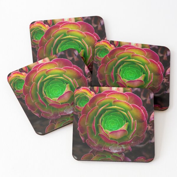 Item preview, Succulent in square designed and sold by Thaddeus Zajdowicz.