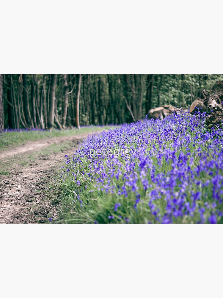 The Bluebell Track by petegrev