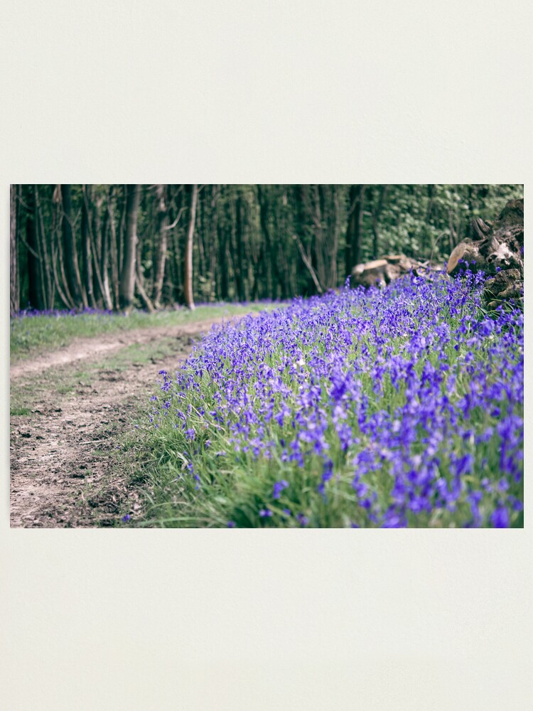 Alternate view of The Bluebell Track Photographic Print