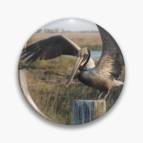 Item preview, Poised Pelican designed and sold by Autumn Seas Photography.