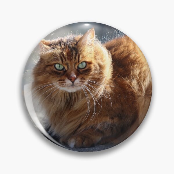 Item preview, Golden cat designed and sold by GreyFeatherPhot.