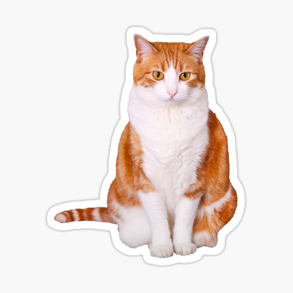 Item preview, Photo of a cute orange and white tabby cat sitting photoshopped cut out. Fun gift ideas or great treat your self reward available on stickers, t-shirts coffee mugs and more. designed and sold by g2rdsmith.