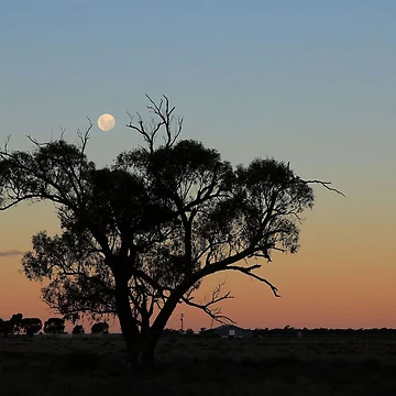 Artwork thumbnail, LoneTree by Mark Cooper Photography