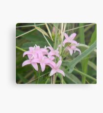 Soft and Fuzzy, Tiny and Pink -View Larger Metal Print