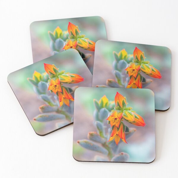 Item preview, Echeveria designed and sold by alan shapiro.