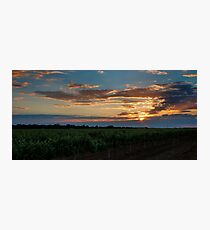 Vineyard Photographic Print
