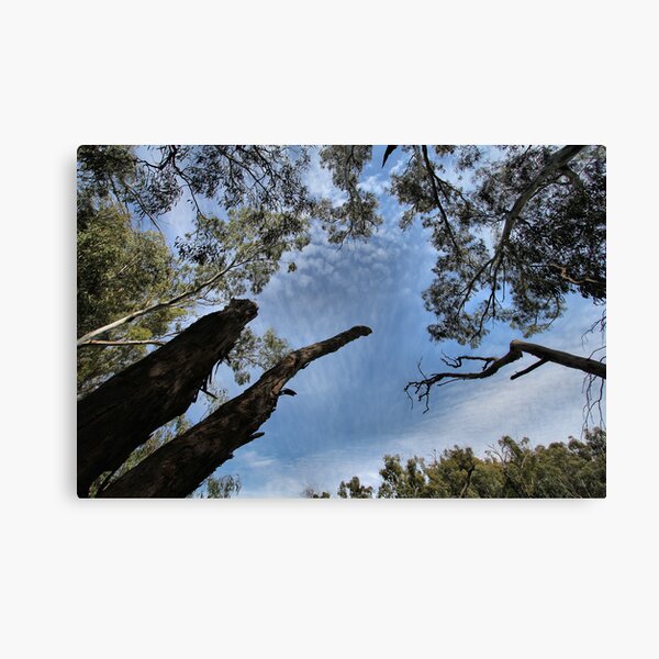 Item preview, Treetop designed and sold by Mark Cooper Photography.