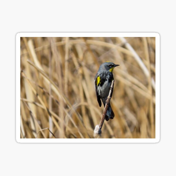 Yellow-rumped Warbler Sticker