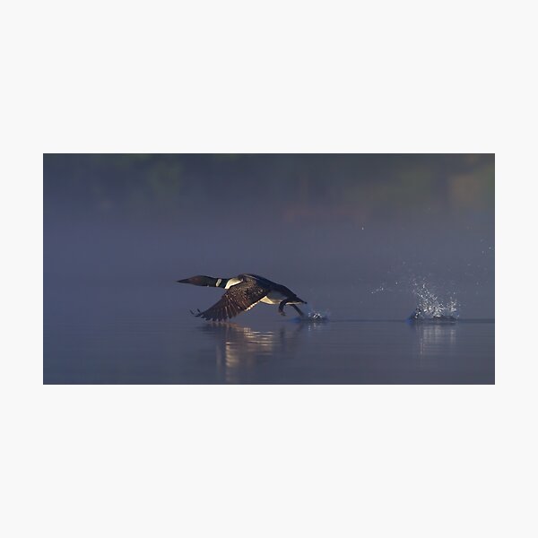 Item preview, Common loon skipping designed and sold by James Cumming.