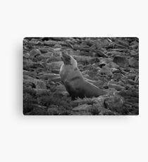 Australian Sealion on the rocks - Fitzgerald Bay, South Australia Canvas Print