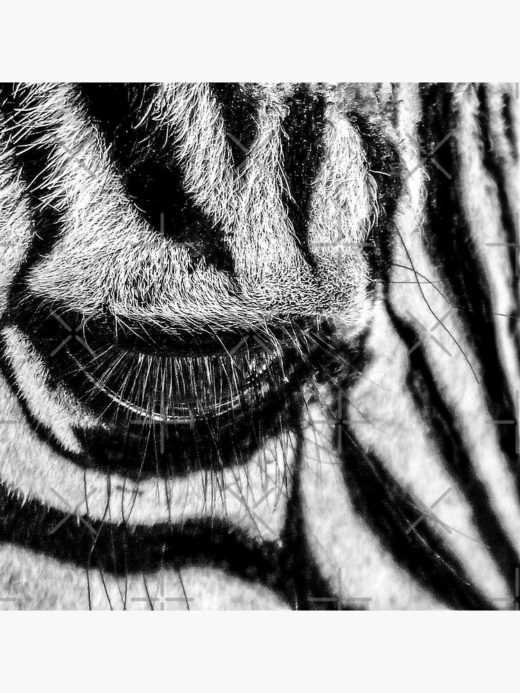 "The Zebra" Sticker by WilderDesignC Redbubble