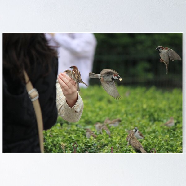 Item preview, Finches Feeding From a Hand designed and sold by Callie Smith.