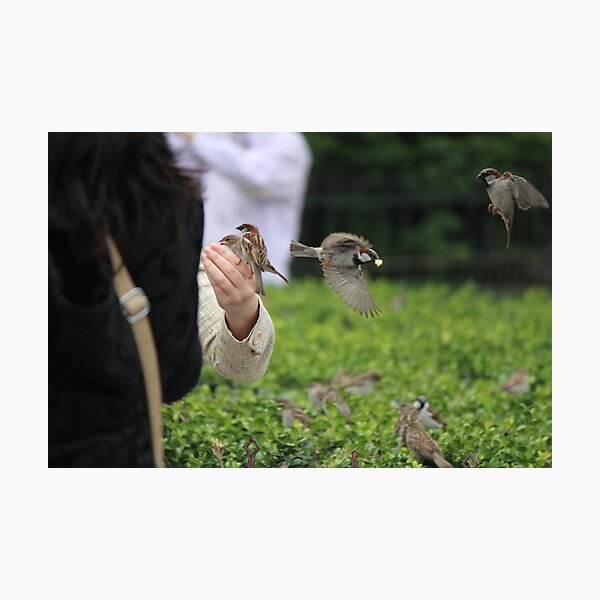 Artikelvorschau, Finches Feeding From a Hand entworfen und verkauft von Callie Smith.