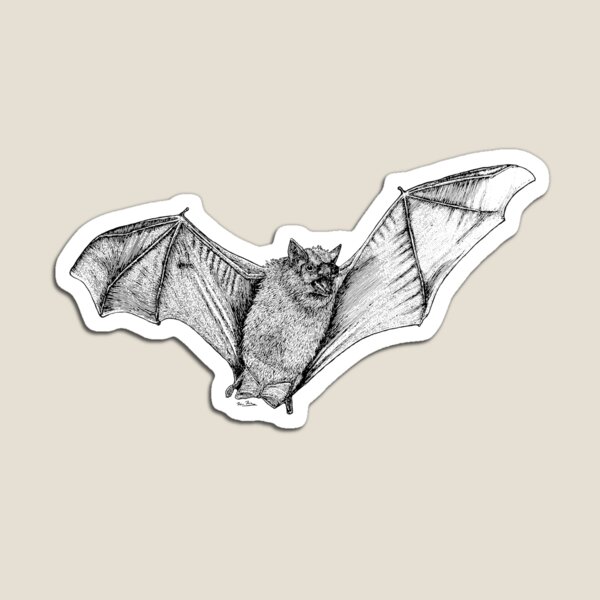 Little brown bat II Magnet