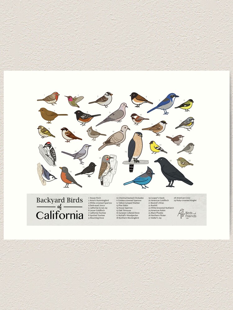 California Backyard Birds Of California Field Guide Print Bird Art Print Birdsandfriends Co Art Print By Birdsandfriends Redbubble